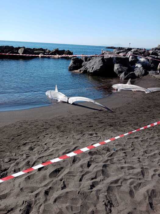 Ritrovati Due Squali Volpe Spi