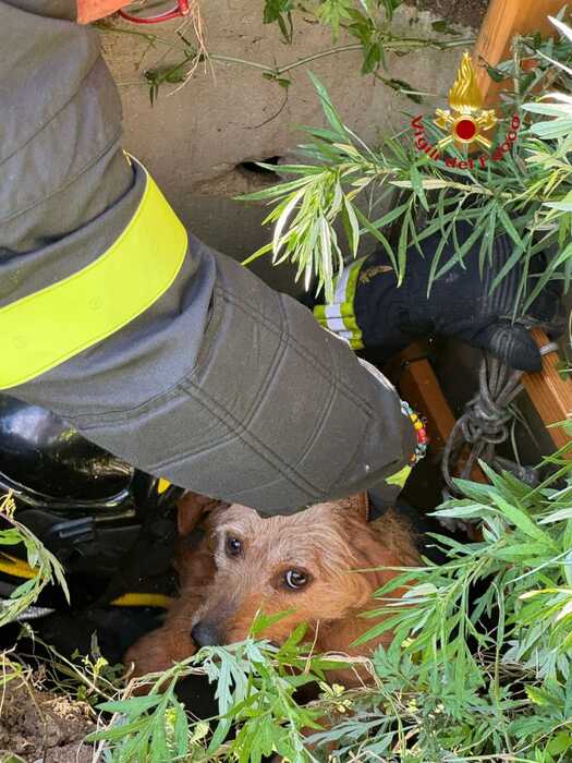 Salvataggio Straordinario Per