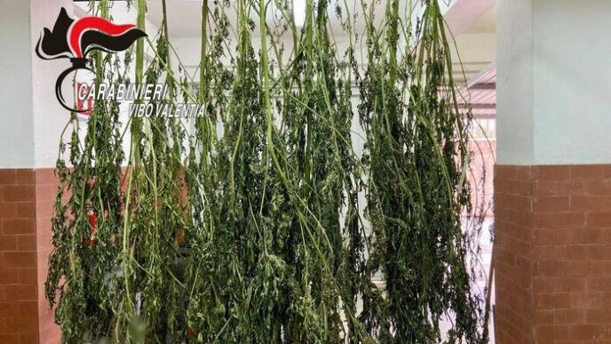Scoperta Di Marijuana A Geroca