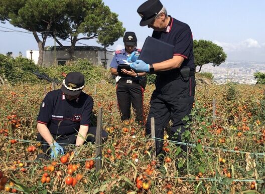 Sequestrati Pomodorini Del Pie