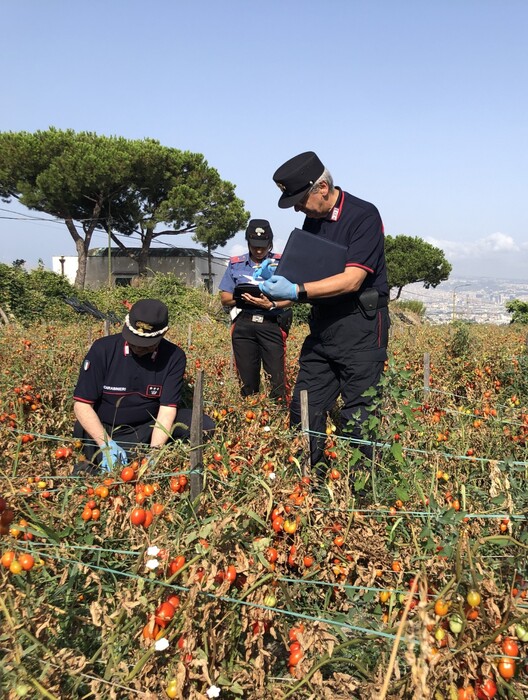 Sequestrati Pomodorini Del Pie