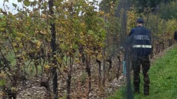 Sequestro Di Oltre 370 Uccelli