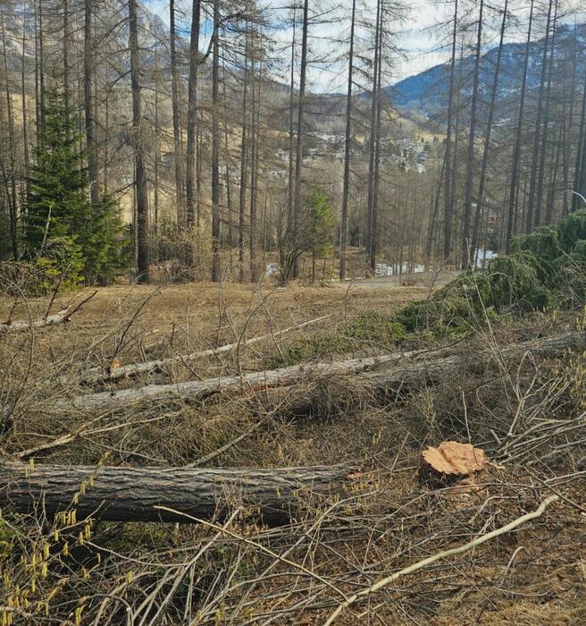 Taglio Degli Alberi Per La Nuo