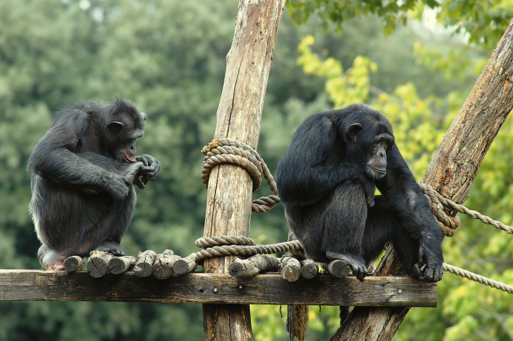 Tariffa Speciale Al Bioparco D