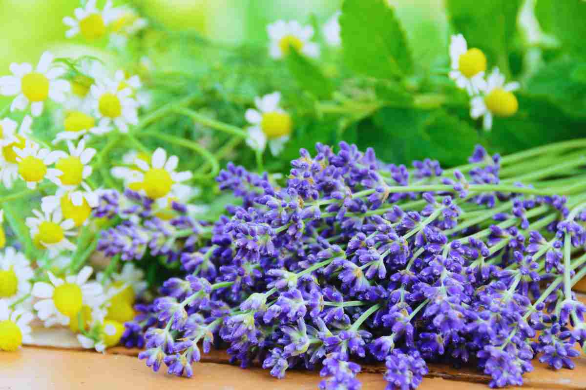 Quali Erbe Aromatiche Dovresti Davvero Mettere Nel Cuscino: Ti Sentirai Subito Meglio 5 Erbe Aromatiche Nel Cuscino: Perchè Metterle
