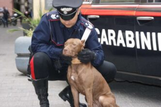 Abbandono Di Un Cane A Vedelag