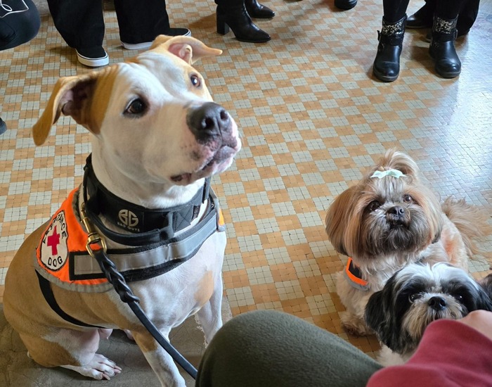 Al Via Il Progetto Di Pet Ther