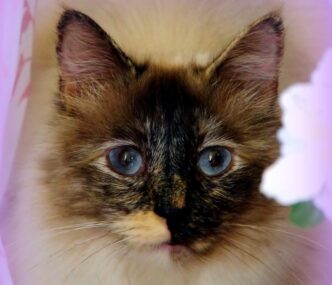 Allerta In Oregon3A Gatto Muore
