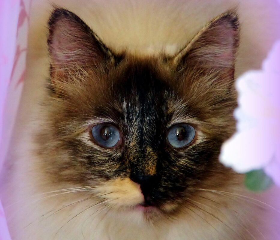 Allerta In Oregon3A Gatto Muore