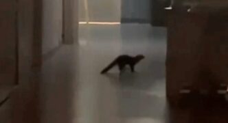 Animali Selvatici All27Interno