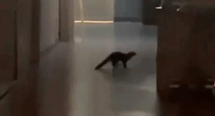 Animali Selvatici All27Interno