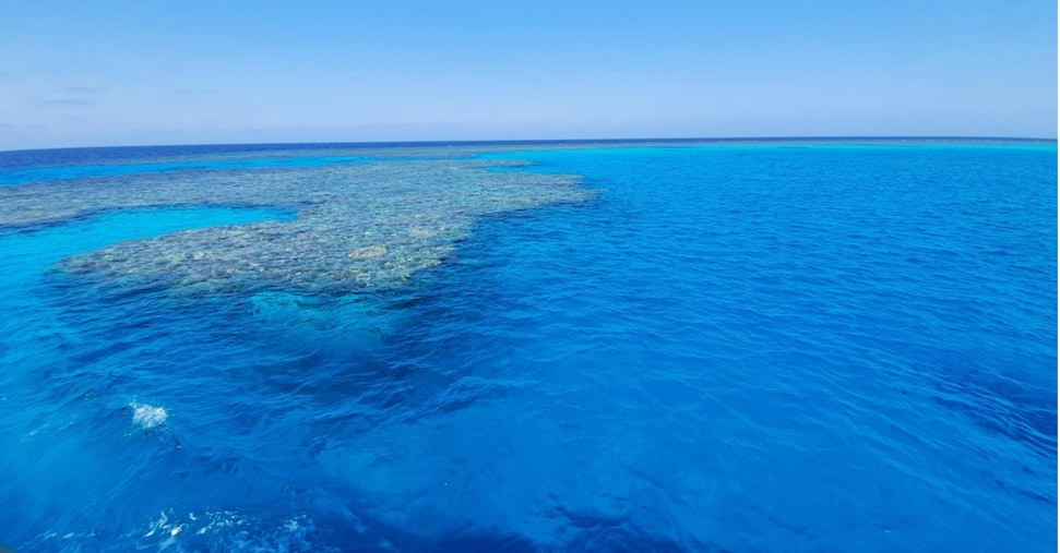 Attacco Di Squalo A Marsa Alam