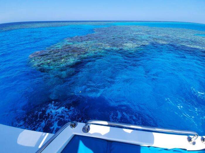 Attacco Di Squalo Nel Mar Ross 1