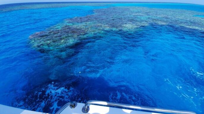 Attacco Di Squalo Nel Mar Ross