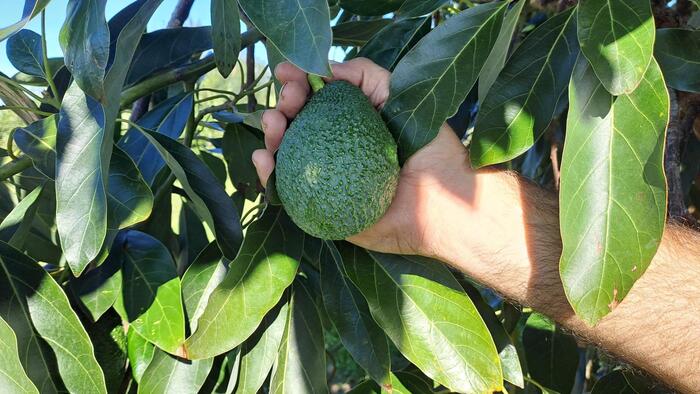 Avocado Made In Italy3A Una Pre