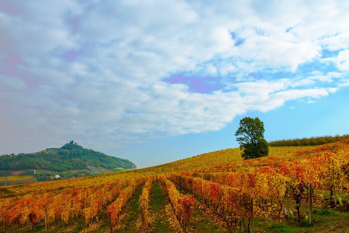 Barbera D27Asti3A Un Anno Di Suc
