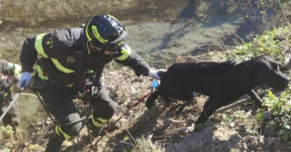 Brando2C Il Labrador Eroe3A Un S