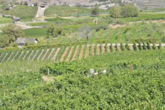 Collis Veneto Wine Group Chiud