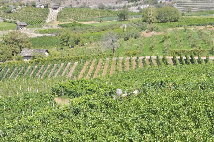 Collis Veneto Wine Group Chiud