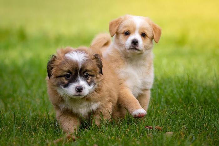 Cresce Il Mercato Del Pet Food