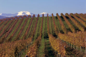 Crisi Moncaro3A Il Settore Vini