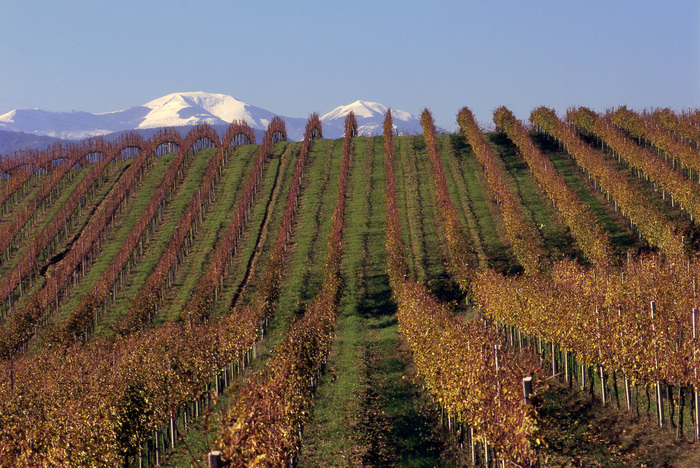 Crisi Moncaro3A Il Settore Vini