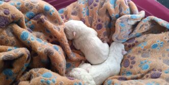 Cuccioli Abbandonati A L27Aquil