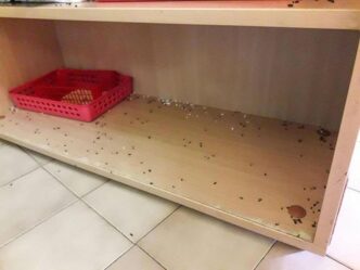 Emergenza Rodent Infestazione