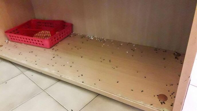 Emergenza Rodent Infestazione
