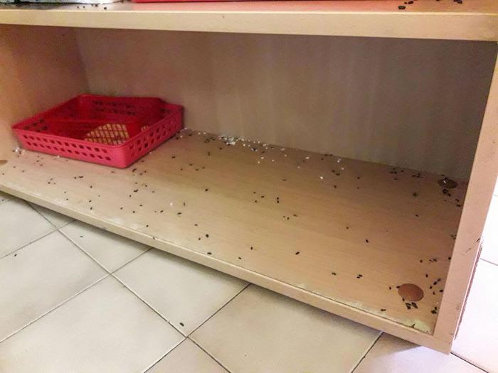Emergenza Rodent Infestazione
