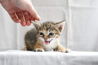 Gattino Colpito Da Fucile Ad A