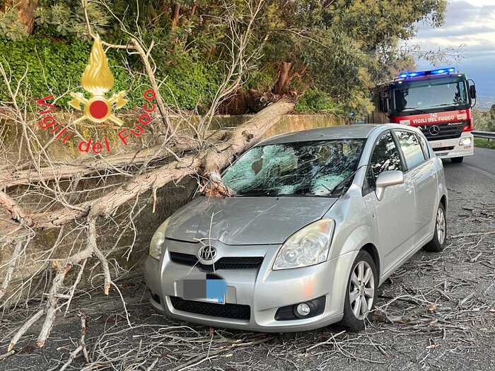 Gizzeria2C Calabria3A Albero Cad