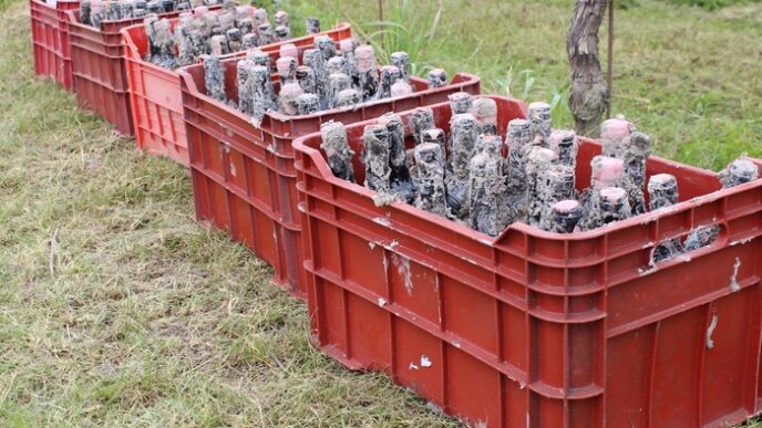 I Vini Dell27Innovazione3A Il Ri