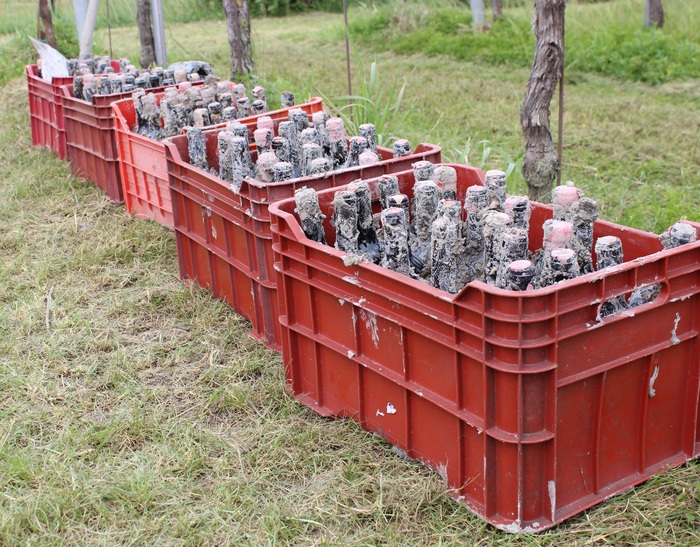 I Vini Dell27Innovazione3A Il Ri