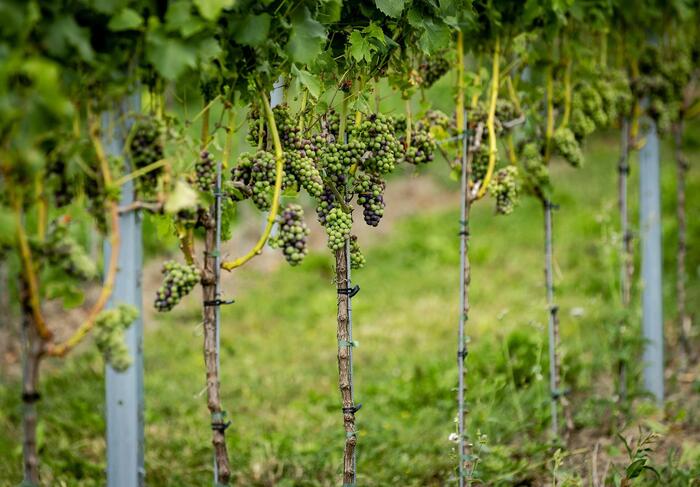 Il Futuro Del Vino In Europa3A