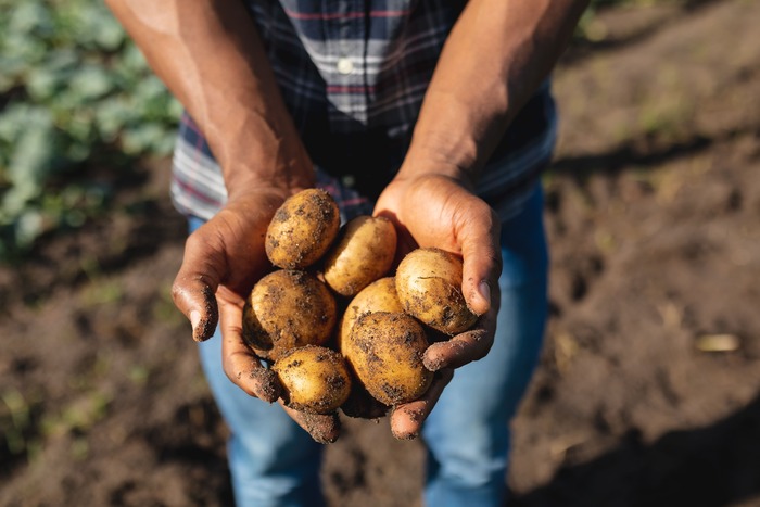 Il Mercato Delle Patate In Ita