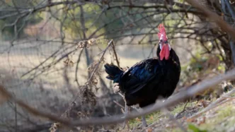 Il Pollo Romagnolo3A Un Presidi
