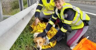 L27Abbandono Degli Animali E Le