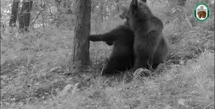 L27Orsa Barbara Diventa Mamma3A