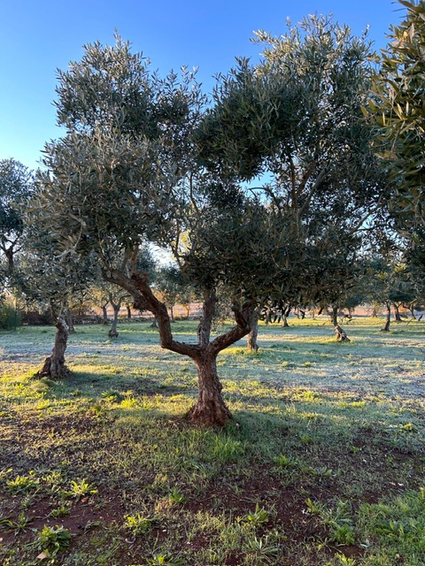 Le28099Olio Novello Biologico Di Ca