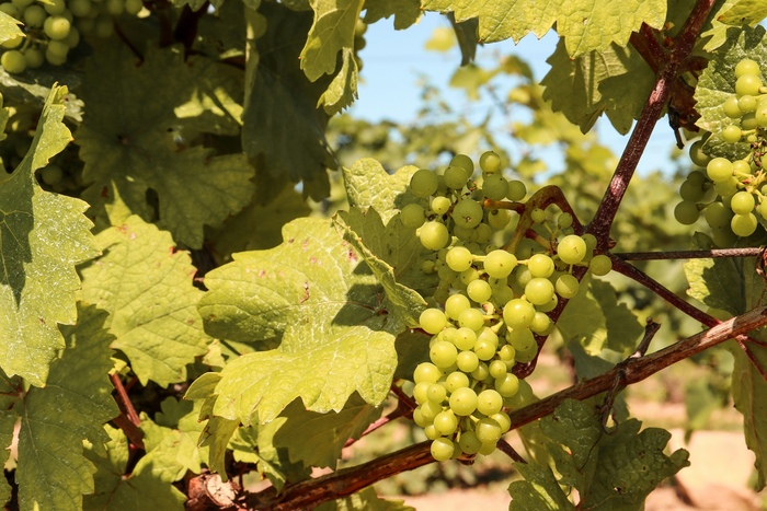 La Biodivino 2025 Si Prepara A
