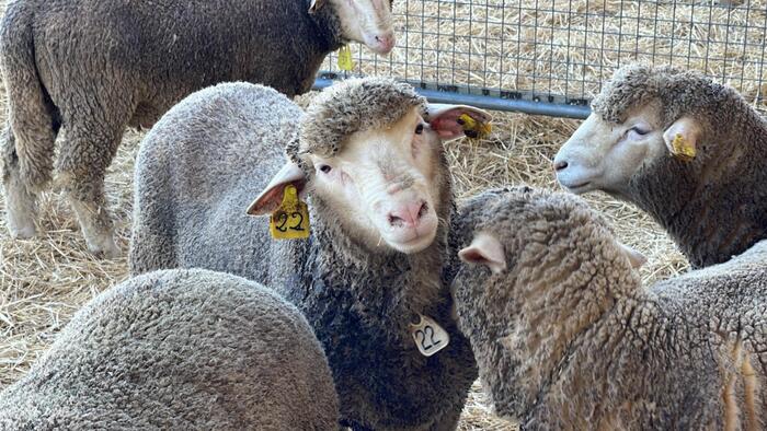 La Zootecnia In Basilicata3A Un