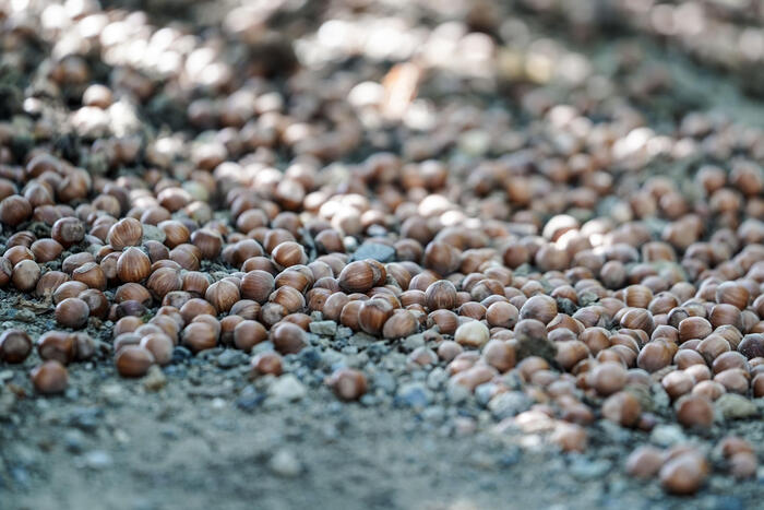 Nocciola Di Sicilia3A Un Passo