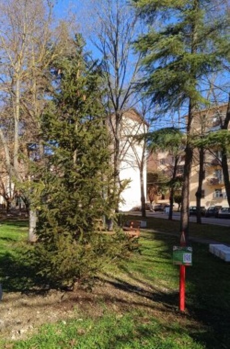 Potenza3A Alberi Di Natale E St