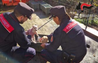 Quindici Cani E Quattro Cuccio