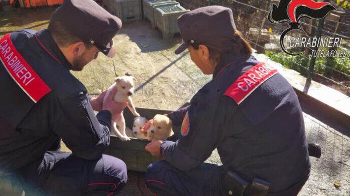 Quindici Cani E Quattro Cuccio