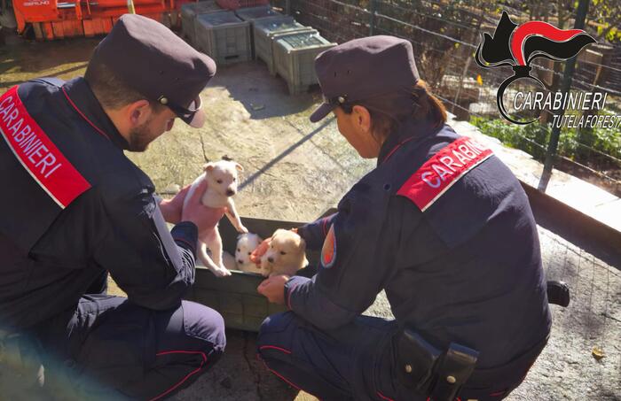 Quindici Cani E Quattro Cuccio