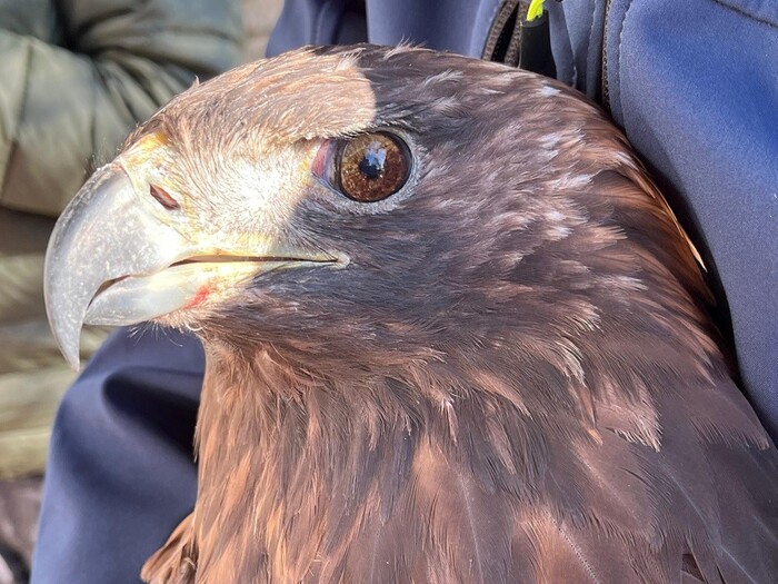 Ritorno In Volo3A L27Aquila Real