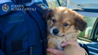 Ritrovati A Roma Cuccioli Ruba