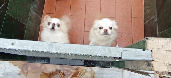 Supporto Veterinario Per I Can